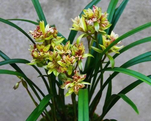 秋兰花期能持续多久?如何延长花期?_花植网