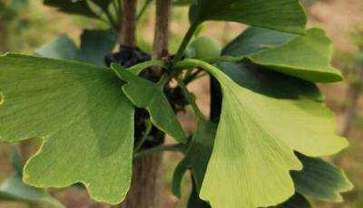 银杏开花结果需要多长时间？常见问题有哪些？