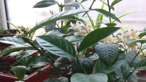 柠檬多久浇一次水？如何正确给柠檬植物浇水？