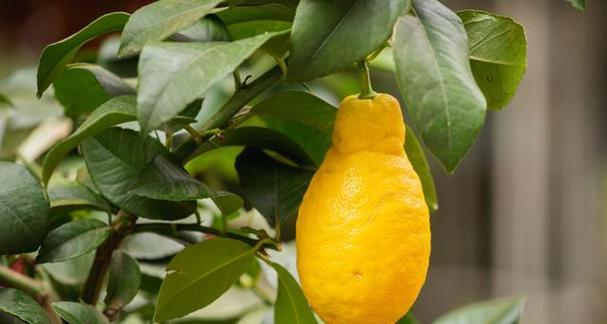 柠檬多久浇一次水？如何正确给柠檬植物浇水？