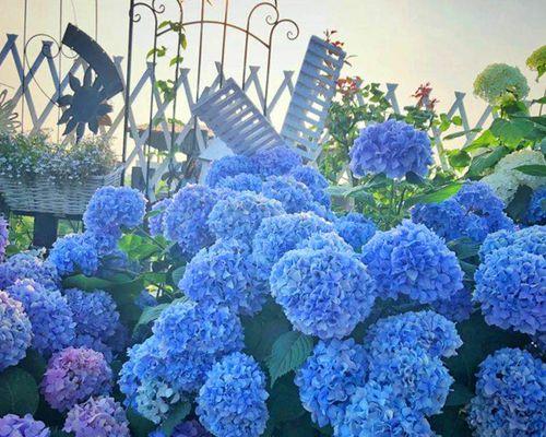 绣球花可以种在院子里吗？院子里种植绣球花的注意事项是什么？