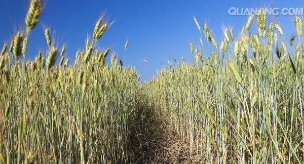 小麦播种的最佳时间是什么时候？如何确定播种时间以提高产量？