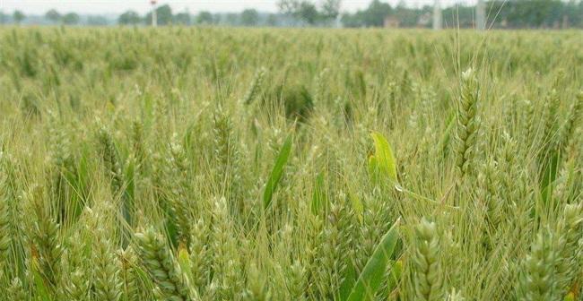 小麦播种的最佳时间是什么时候？如何确定播种时间以提高产量？