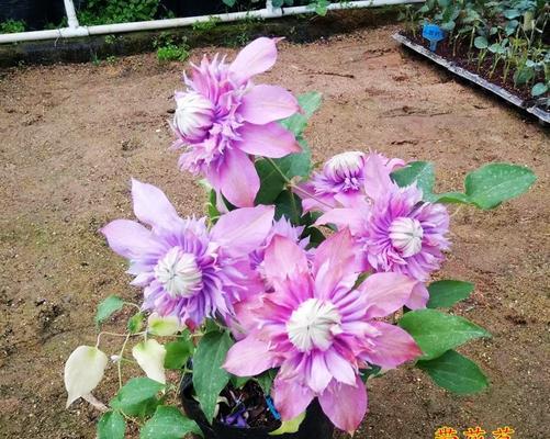 铁线莲用多大的盆合适?如何根据植株大小选择花盆尺寸?