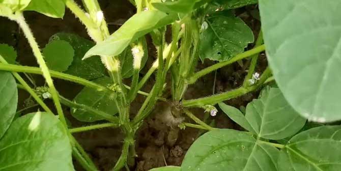 高粱属于单子叶植物吗?它的分类特征是什么?