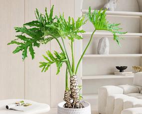 春羽养殖出龙鳞杆的秘诀是什么?如何正确养护以促进其生长?