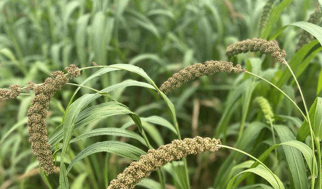 黎小豆亩产量多少斤?如何提高黎小豆的产量?