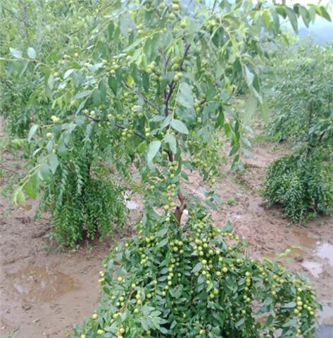 黎小豆亩产量多少斤？如何提高黎小豆的产量？