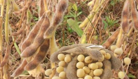 黎小豆亩产量多少斤？如何提高黎小豆的产量？