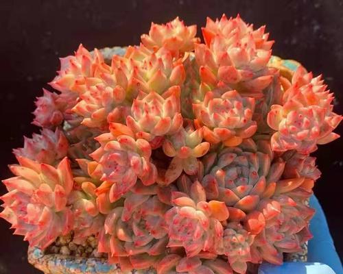 多肉红粉佳人爆头技巧是什么？如何快速实现爆头效果？