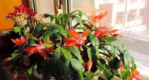 蟹爪兰晒太阳需要注意什么？晒太阳对蟹爪兰生长有何影响？