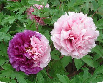 牡丹花是多年生植物吗？如何正确养护牡丹花？