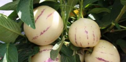 人参果能直接吃吗？食用方法和注意事项是什么？