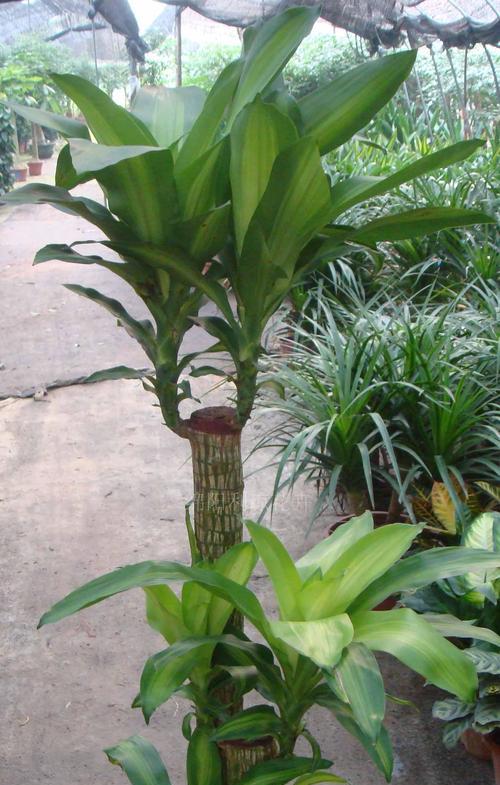 巴西木好养吗？养殖方法和养护要点是什么？