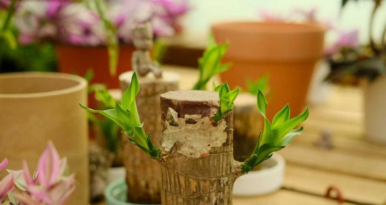 巴西木好养吗？养殖方法和养护要点是什么？