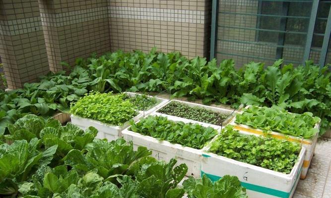 阳台种菜施什么肥好？如何选择适合的肥料？