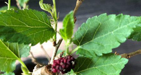 桑树的意义与象征(传承与希望的桑树之力)