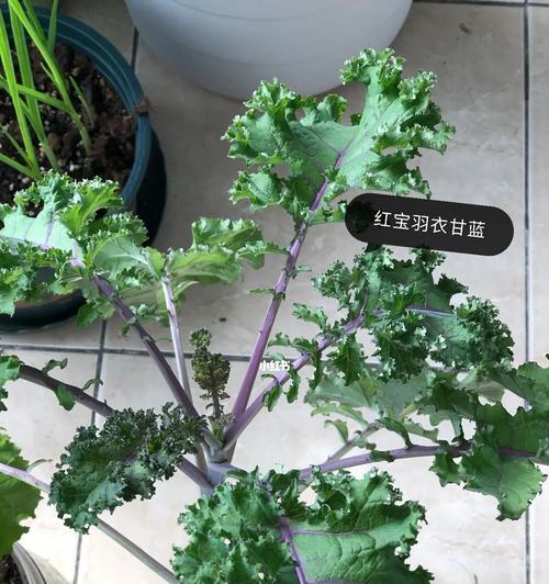 阳台种菜施什么肥好？如何选择适合的肥料？