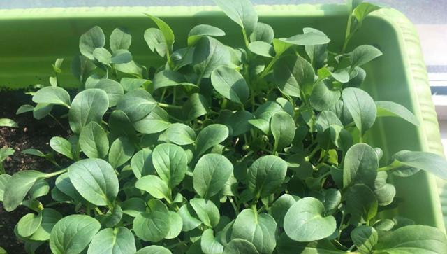 青菜属于什么植物类型？如何分类和识别常见蔬菜？