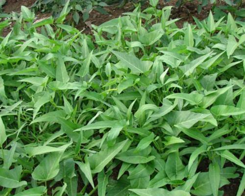 青菜属于什么植物类型？如何分类和识别常见蔬菜？