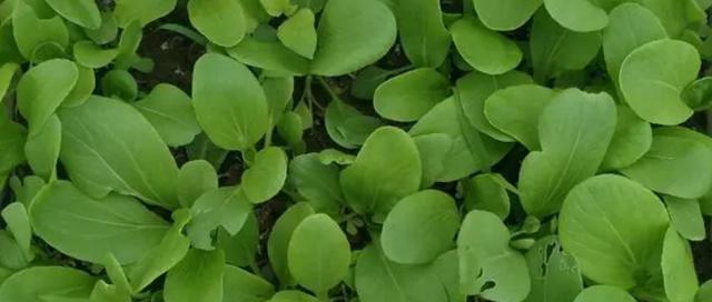 青菜属于什么植物类型？如何分类和识别常见蔬菜？