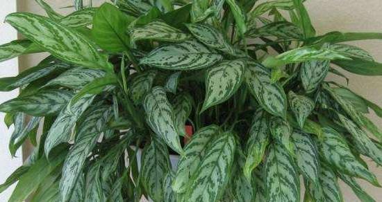 银皇后冬天会冻死吗？如何在寒冷季节保护银皇后？