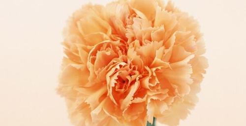 康乃馨的象征意义与文化传承（解读康乃馨）