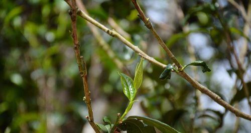 藤条茶和古树茶有什么区别？如何区分它们的口感和特点？