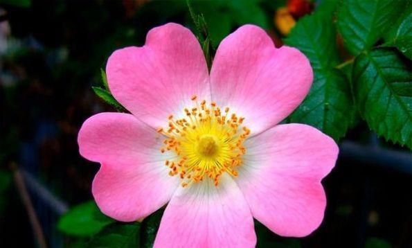 和玫瑰花很像的花是什么？如何区分玫瑰和其他类似花卉？