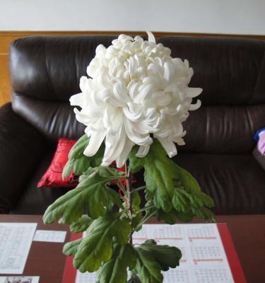 白菊花的寓意与象征（白菊花的丰富内涵与传统文化）