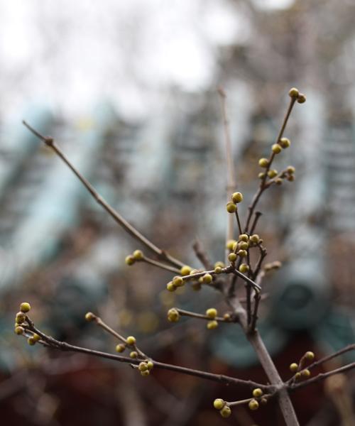 冬青树开花的寓意及其解读(探索冬青树开花的象征意义) 冬青树开花的寓意及其解读(探索冬青树开花的象征意义)