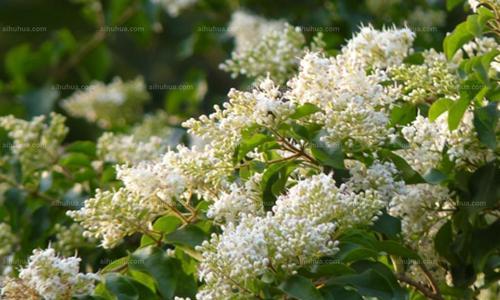冬青树开花的寓意及其解读(探索冬青树开花的象征意义) 冬青树开花的寓意及其解读(探索冬青树开花的象征意义)