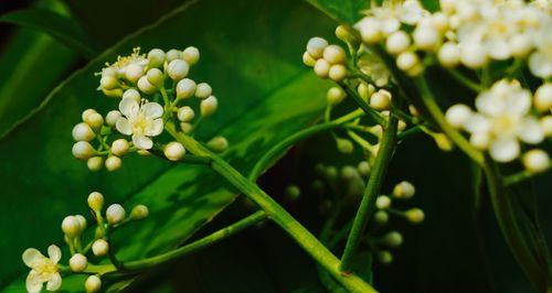 冬青树开花的寓意及其解读(探索冬青树开花的象征意义) 冬青树开花的寓意及其解读(探索冬青树开花的象征意义)