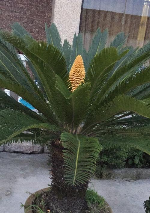 铁树花开之美（探秘铁树开花时刻）