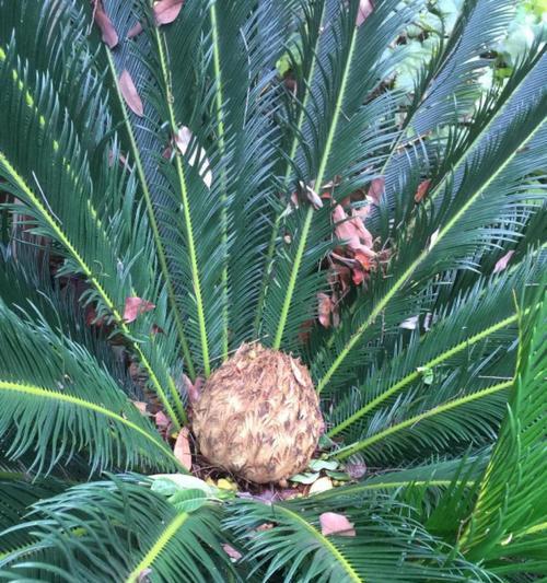 铁树花开之美（探秘铁树开花时刻）