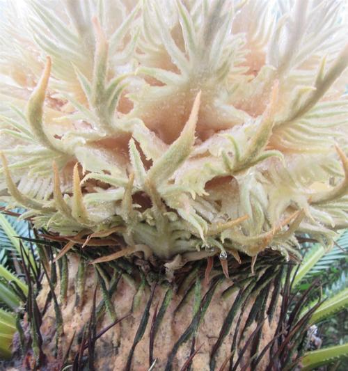 铁树花开之美（探秘铁树开花时刻）