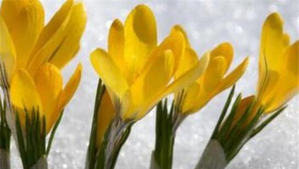 番红花的花语及象征意义(探寻番红花的情感寓意和文化象征) 番红花的花语及象征意义(探寻番红花的情感寓意和文化象征)