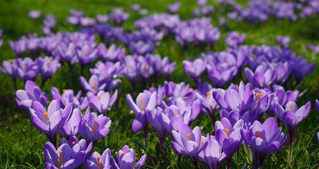 番红花的花语及象征意义（探寻番红花的情感寓意和文化象征）