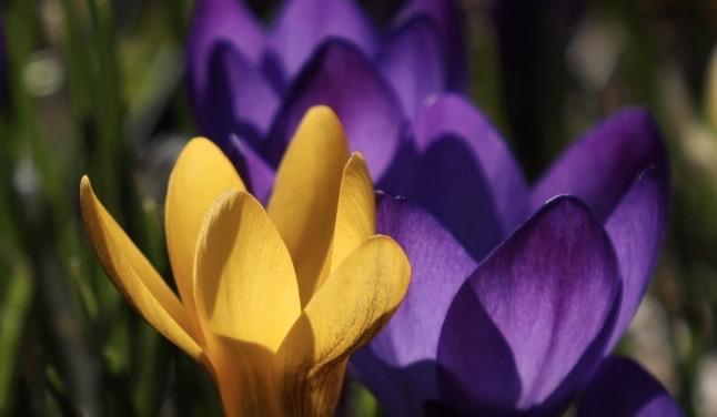 番红花的花语及象征意义(探寻番红花的情感寓意和文化象征) 番红花的花语及象征意义(探寻番红花的情感寓意和文化象征)