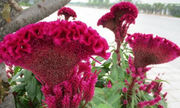鸡冠花秋天会开花吗？如何确保秋季开花？
