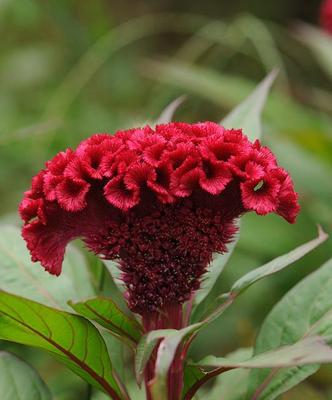 鸡冠花秋天会开花吗?如何确保秋季开花? 鸡冠花秋天会开花吗?如何确保秋季开花?