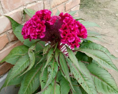 鸡冠花秋天会开花吗?如何确保秋季开花? 鸡冠花秋天会开花吗?如何确保秋季开花?