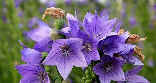 芹叶牡丹的花语（揭秘芹叶牡丹的花语及其象征意义）