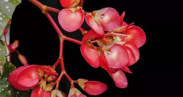 芹叶牡丹的花语（揭秘芹叶牡丹的花语及其象征意义）