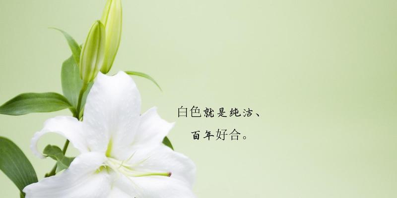 芹叶牡丹的花语（揭秘芹叶牡丹的花语及其象征意义）