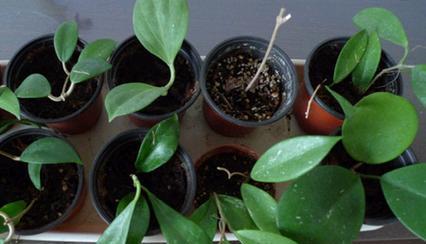 球兰插枝能活吗？如何正确进行球兰插枝操作？