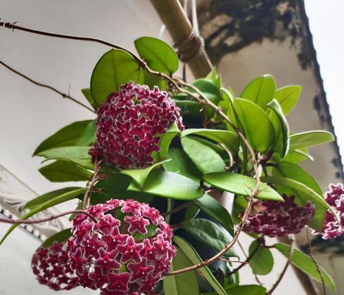 球兰插枝能活吗?如何正确进行球兰插枝操作?_花植网