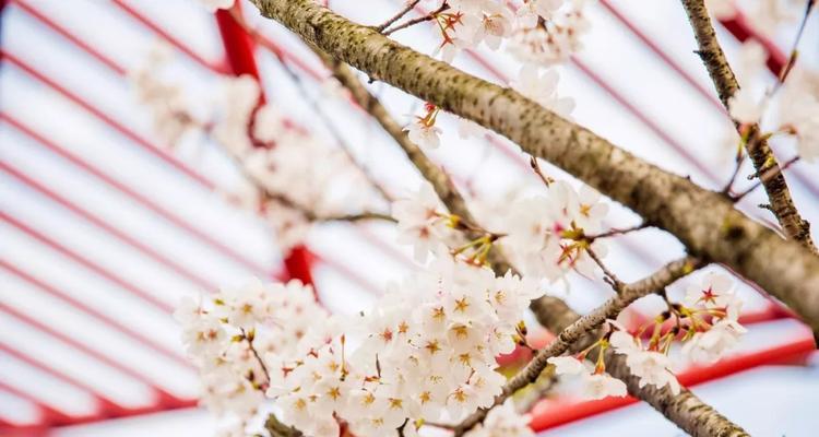 日本早樱花语与寓意（探寻早樱的浪漫与哲思）