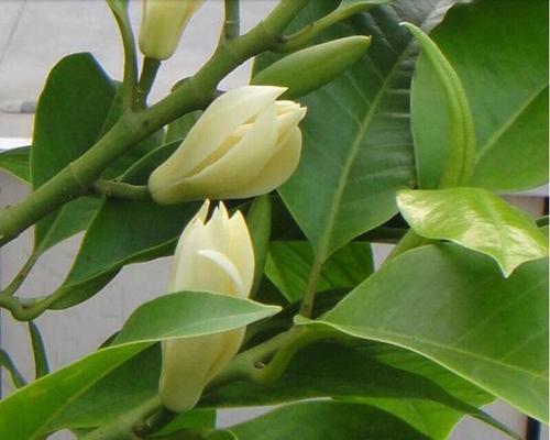 白兰花冬天怕冷吗?如何防止冻害?_花植网