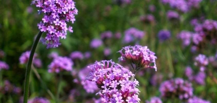 马鞭草一年开几次花？如何确保其持续开花？